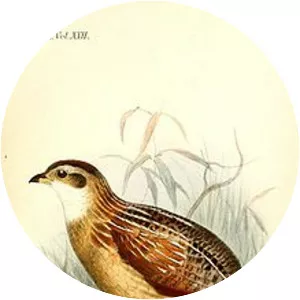 Peliperdix - 
