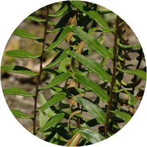 Pellaea calidirupium