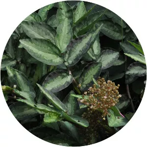 Pellionia repens - Plants