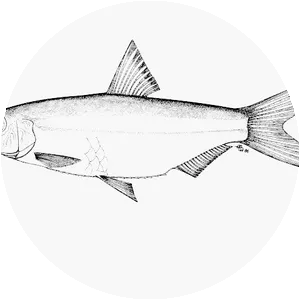 Pellonula leonensis - 