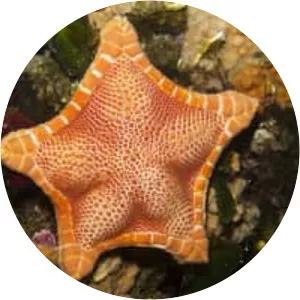 Peltaster placenta - 