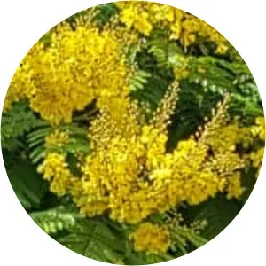 Peltophorum dubium - Plants