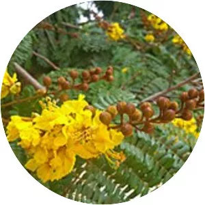 Peltophorum pterocarpum