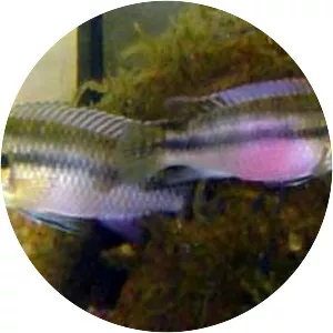 Pelvicachromis subocellatus - 