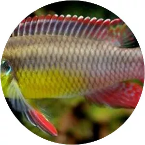 Pelvicachromis taeniatus