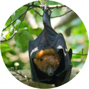 Pemba flying fox