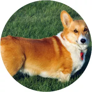 Pembroke Welsh Corgi