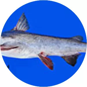 Pemecou sea catfish