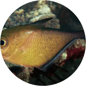 Pempheris adusta