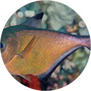 Pempheris vanicolensis