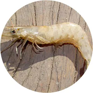 Penaeid shrimps