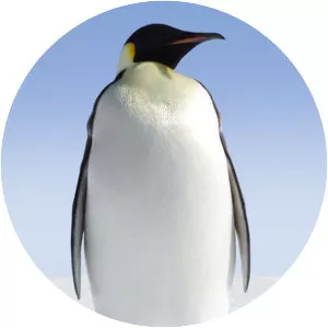 Penguin Baywatch - TV program