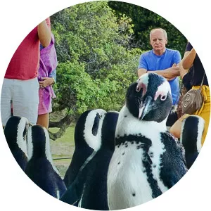 Penguin TownSince 2021