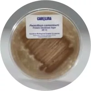 Penicillium camemberti