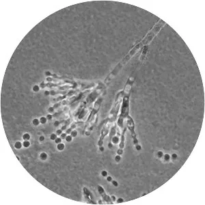 Penicillium chrysogenum