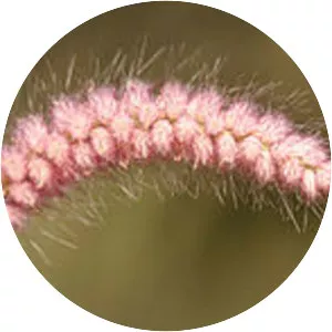 Pennisetum pedicellatum