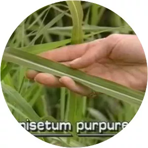 Pennisetum purpureum