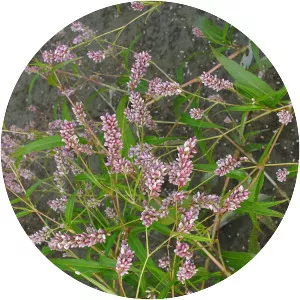 Pennsylvania smartweed