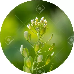 Pennycress