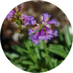 Penstemon procerus