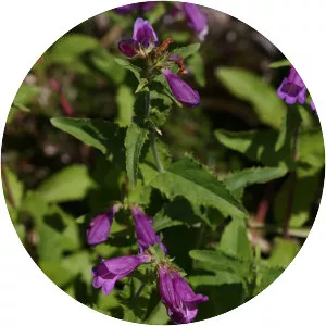 Penstemon serrulatus