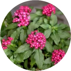 Pentas