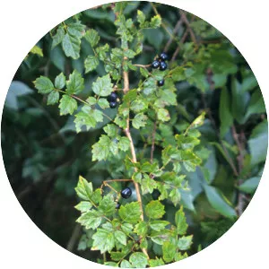 Pepper vine - Plants