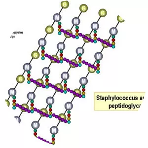 Peptidoglycan