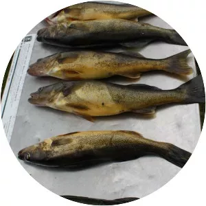 Percy Lake - General