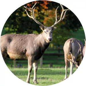Père David's deer - Animal
