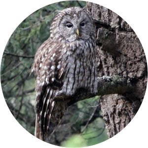 Père David's owl - Birds