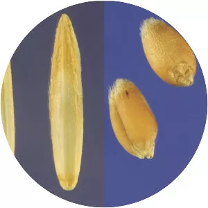 Perennial grain - 