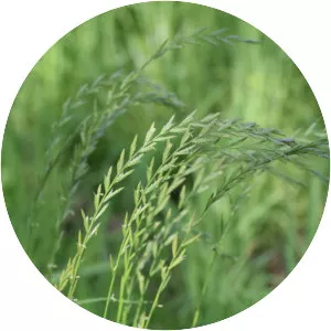 Perennial ryegrass - Plants