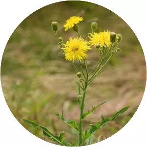 Perennial sow thistle - Plants