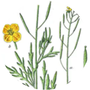 Perennial Wall-rocket - Plants