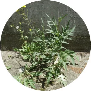 Perennial Wallrocket