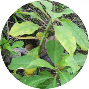 Pereskia sacharosa - 