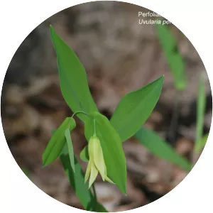 Perfoliate bellwort