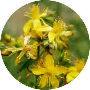 Perforate St John's-wort - Plants