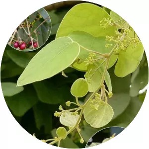 Pericampylus glaucus - 