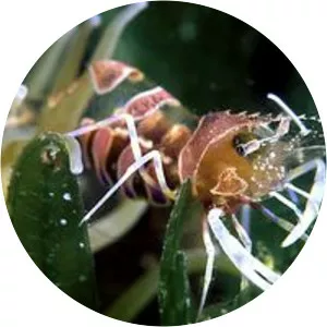 Periclimenes amethysteus