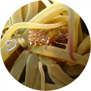 Periclimenes sagittifer