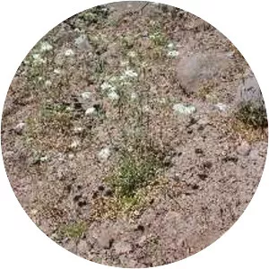 Perideridia bolanderi