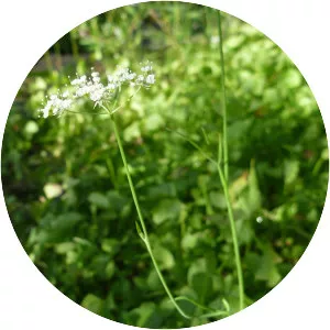 Perideridia parishii