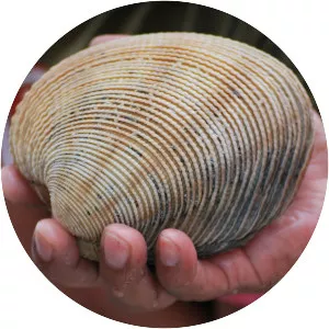 Periglypta multicostata - 