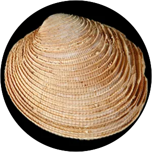 Periglypta
