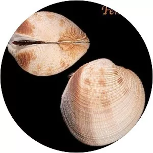 Periglypta puerpera - 