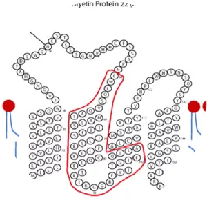 Peripheral myelin protein 22 - 