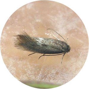 Perittia obscurepunctella - 