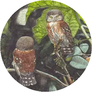 Pernambuco pygmy owl